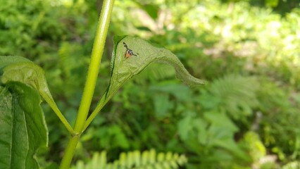 Rhagoletis pomonella, apple mango, fruit fly, perched on a leaf. shot in the forest. Suitable for documentaries in tropical rainforests and World Nature Conservation Day on July 28th.