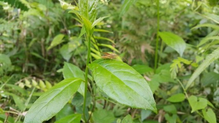 Riptortus Linearis, Lupine Bug, Genus Mozena, Slender Rice Bug, Anisoscelis marginellus, Perfect...
