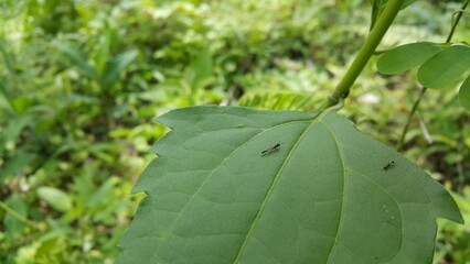 Organ pipe mud dauber, rose stem sawfly, Hartigia trimaculata, Carria, Coelichneumon desinatorius,...