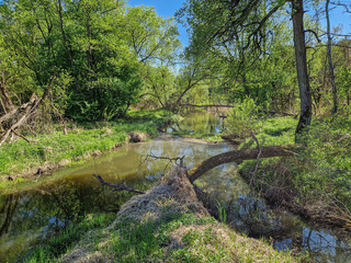 Small river Grabia in central Poland.