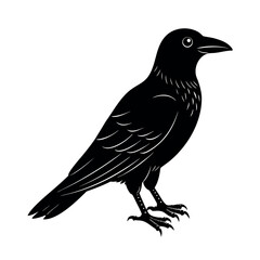 northwestern crow