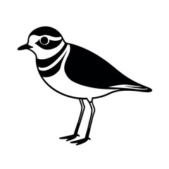 piping plover