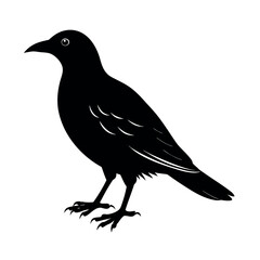 red billed chough