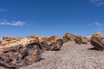 Araucarioxylon arizonicum. Petrified wood / fossilized wood. Crystal Forest Trail, Petrified Forest National Park,  Arizona. Sonsela Member, Triassic Chinle Formation.