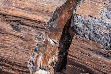 Fototapeta premium Araucarioxylon arizonicum. Petrified wood / fossilized wood. Crystal Forest Trail, Petrified Forest National Park, Arizona. Sonsela Member, Triassic Chinle Formation.