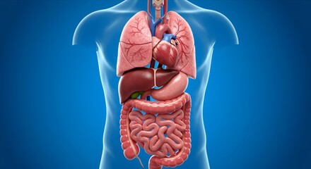 Human Internal Organs. Heart, Lungs, Liver, Kidneys. Anatomy of Human Internal Organs, Medical Educational and Scientific Concept