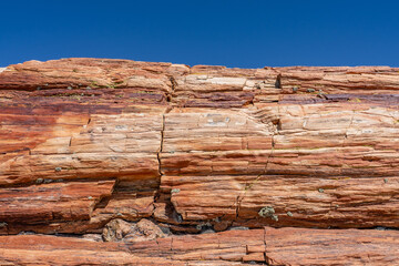 Araucarioxylon arizonicum. Petrified wood  is  a special type of fossilized wood, the fossilized remains of terrestrial vegetation. Crystal Forest Trail, Petrified Forest National Park,  Arizona