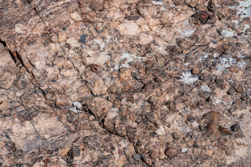 Araucarioxylon arizonicum. Petrified wood / fossilized wood. Crystal Forest Trail, Petrified Forest National Park,  Arizona. Sonsela Member, Triassic Chinle Formation. gravel
