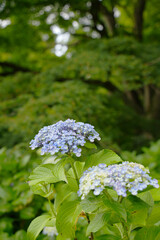 紫陽花の花