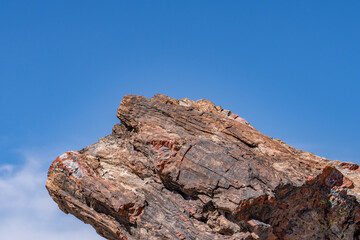Araucarioxylon arizonicum. Petrified wood  is  a special type of fossilized wood, the fossilized remains of terrestrial vegetation. Crystal Forest Trail, Petrified Forest National Park,  Arizona