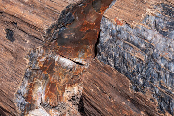 Araucarioxylon arizonicum. Petrified wood  is  a special type of fossilized wood, the fossilized remains of terrestrial vegetation. Crystal Forest Trail, Petrified Forest National Park,  Arizona