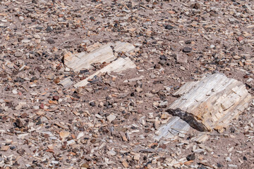 Araucarioxylon arizonicum. Petrified wood  is  a special type of fossilized wood, the fossilized remains of terrestrial vegetation. Crystal Forest Trail, Petrified Forest National Park,  Arizona