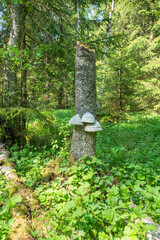 Lush green forest with bracket fungi on a tree trunk