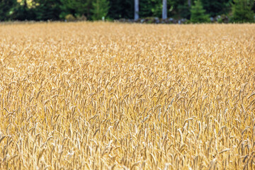 Cornfield a sunny summer day in the countryside