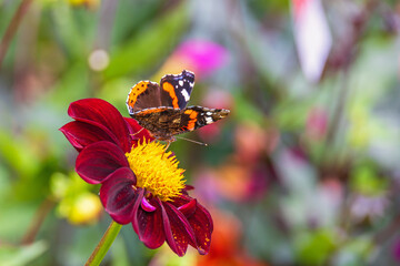 Close up at a Red admiral butterfly perched on a red Dahlia flower