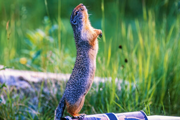 Columbian ground squirrel standing and looking up on a telephoto lens