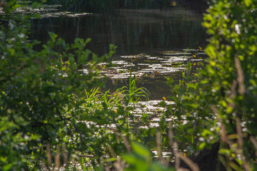 Small river Grabia in central Poland.