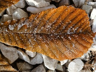 Close-up of a frost-covered autumn leaf resting on stones