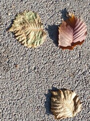 Three Autumn Leaves on Textured Asphalt
