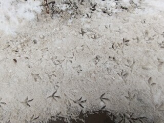 Bird footprints on a snowy surface
