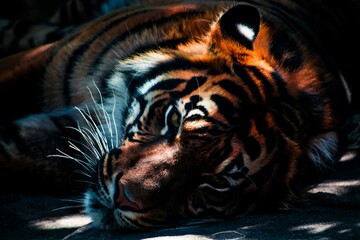 portrait of a tiger