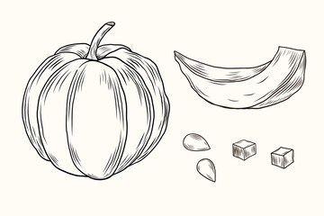 Engraving ripe pumpkin whole fruit, slice, piece and pumpkins seeds on isolated background. Eco Food, harvest, vegetarian healthy product, botanical vector illustration in vintage style. Hand drawn 
