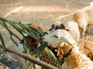 A brown and white funny goat with a furry head and nose on a rural farm