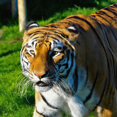 Bengal Tiger Walking on Grass