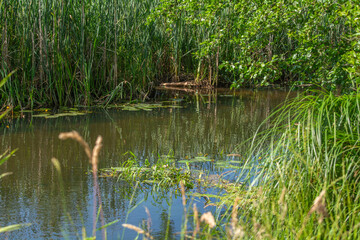 Small river Grabia in central Poland.