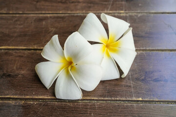 Beautiful tropical frangipani blossoms on a rustic wooden background
