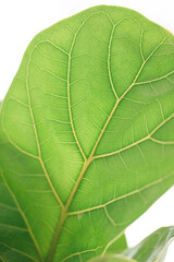 A macro close-up of a vibrant green leaf reveals its intricate texture, a detailed pattern of veins against a white background