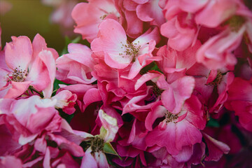 Beautiful English blooming rose garden