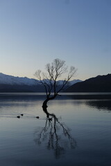 that wanaka tree