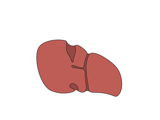 消化器の解剖生理　肝臓　臓側面