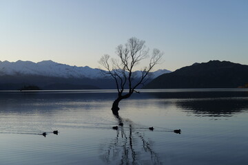 that wanaka tree and duck