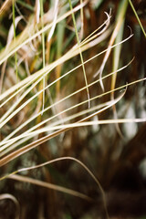 A detailed view of palm leaves in warm tones, capturing natural textures beautifully. Palm tree foliage in shades of brown and green, showcasing natural textures and details of rainforest, jungles.