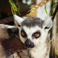 Ring-Tailed Lemur Reclining on Wood