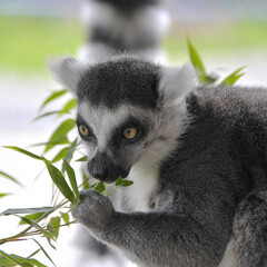 Ring-Tailed Lemur Eating Leaves