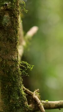 Moss-Covered Branch in Lush Forest Setting