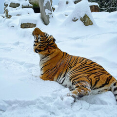 Bengal Tiger Resting in Snow