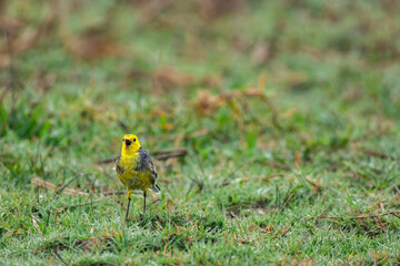 Close-up of a Citrine Wagtail Bird Searching for Insects on Ground in Natural Daylight – Urban Wildlife Concept