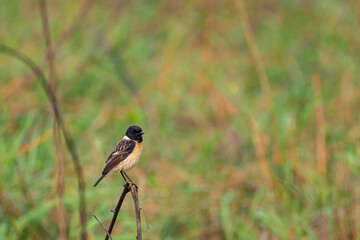Stonechat Bird Perched on Tall Grass Searching for Insects – Urban Wildlife Scene