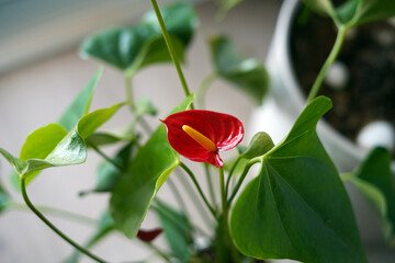 A flowering indoor plant. It has a bright red flower with a prominent pistil.