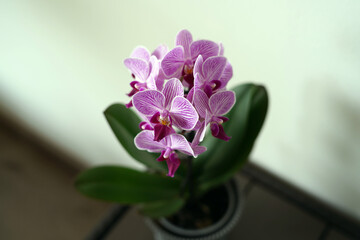 It blooms an orchid that has pink flowers. It is quite small.