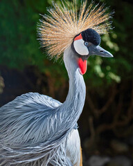 African Crowned Crane in Profile