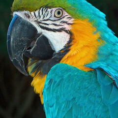 Blue and Yellow Macaw Close-Up © Steam Cone Story