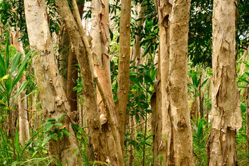 At Lake Jabiru north of Cairns, tranquil waters and lush edges create a thriving bird habitat—serene lake scenery alive with calls, reflections, and tropical biodiversity.