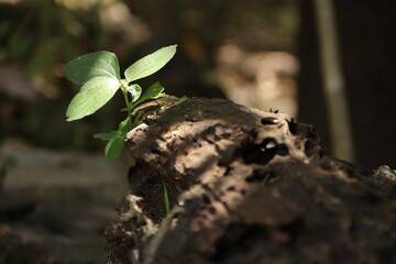 Weathered wood overgrown with wild plants