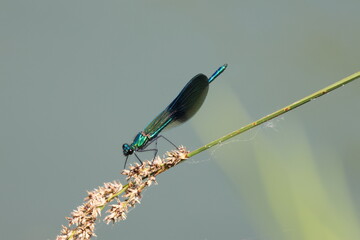 libellule