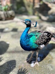 Fototapeta premium peacock in the park